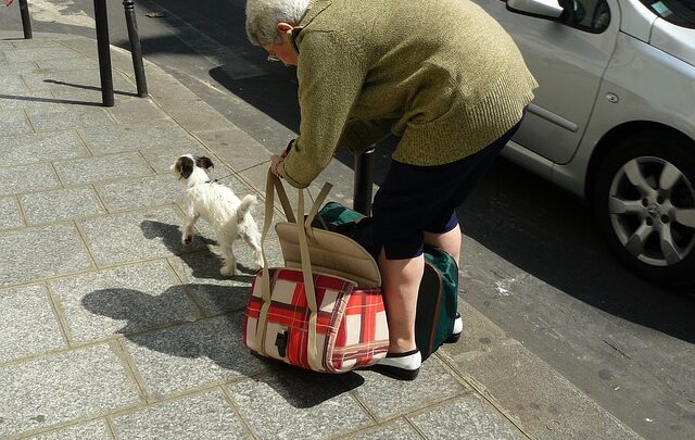 Klickfix hundetasker - den ideelle løsning til at have din hund med på farten