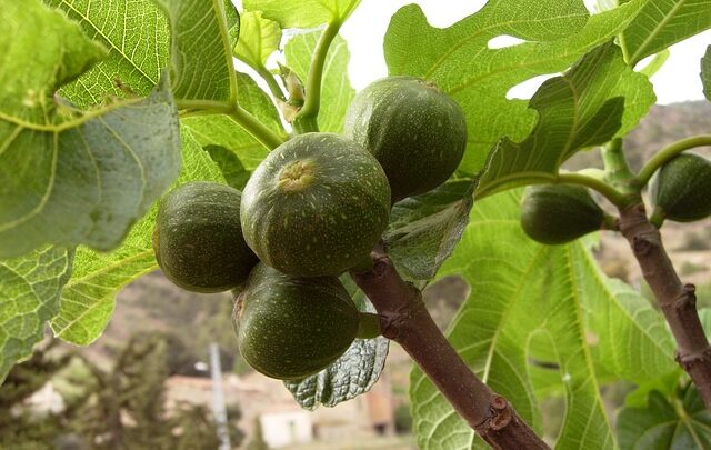 Figentræer i haven: Sådan dyrker du dine egne saftige frugter