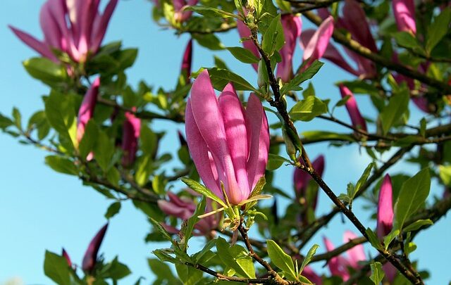 Sådan planter du et Tulipantræ korrekt for at sikre dets sundhed og vækst